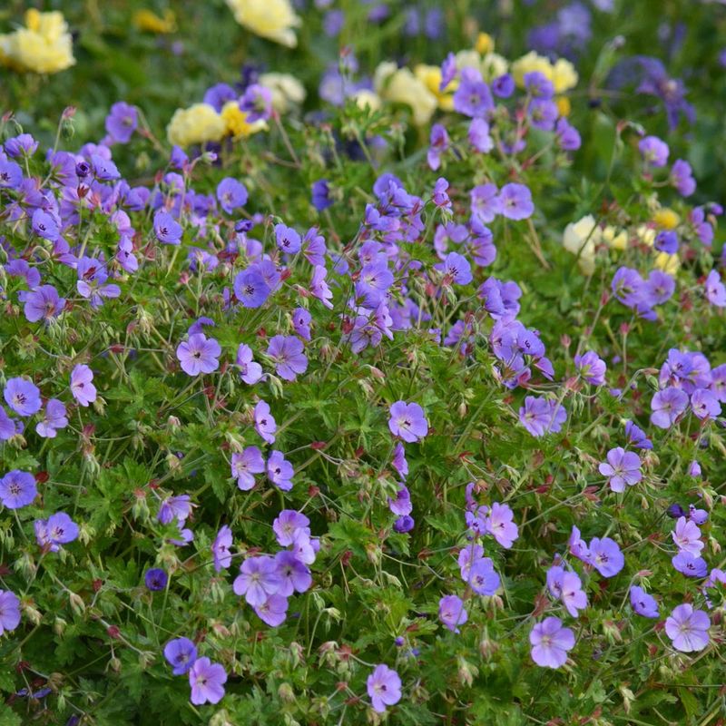 Geranium 'Rozanne'
