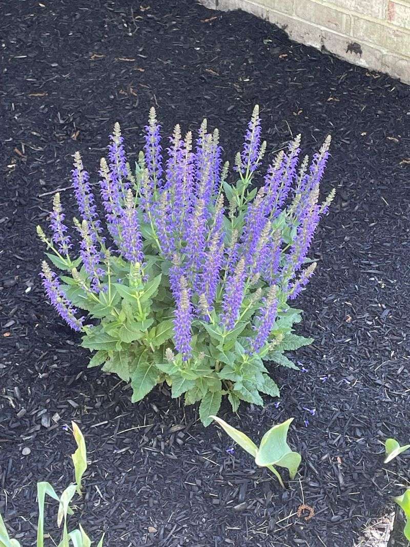 Salvia 'May Night': Pollinator Paradise