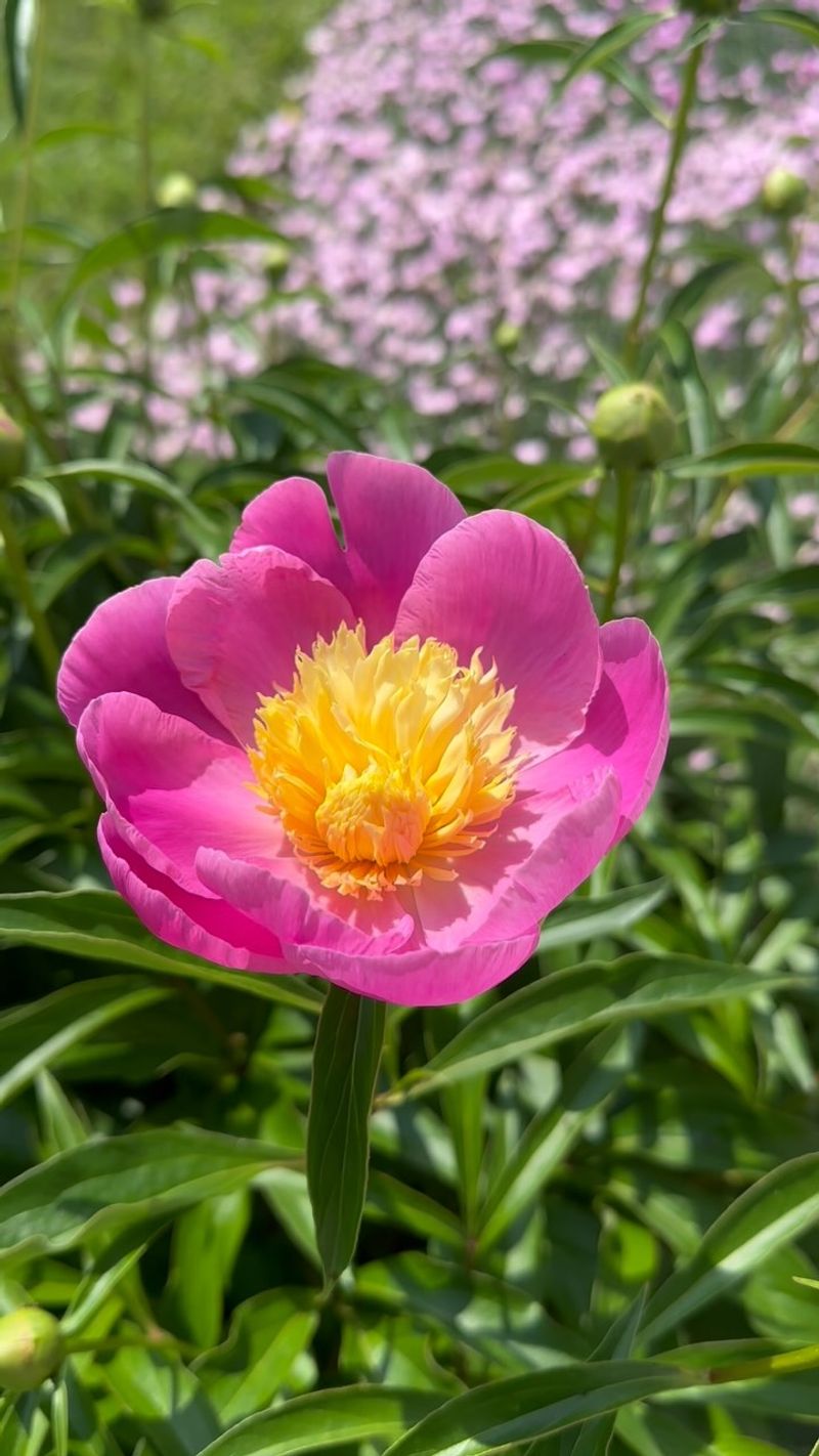 Peonies: Century-Long Bloomers That Stay Put