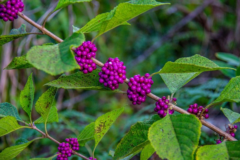 Beautyberry
