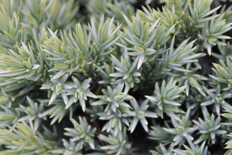 Juniper