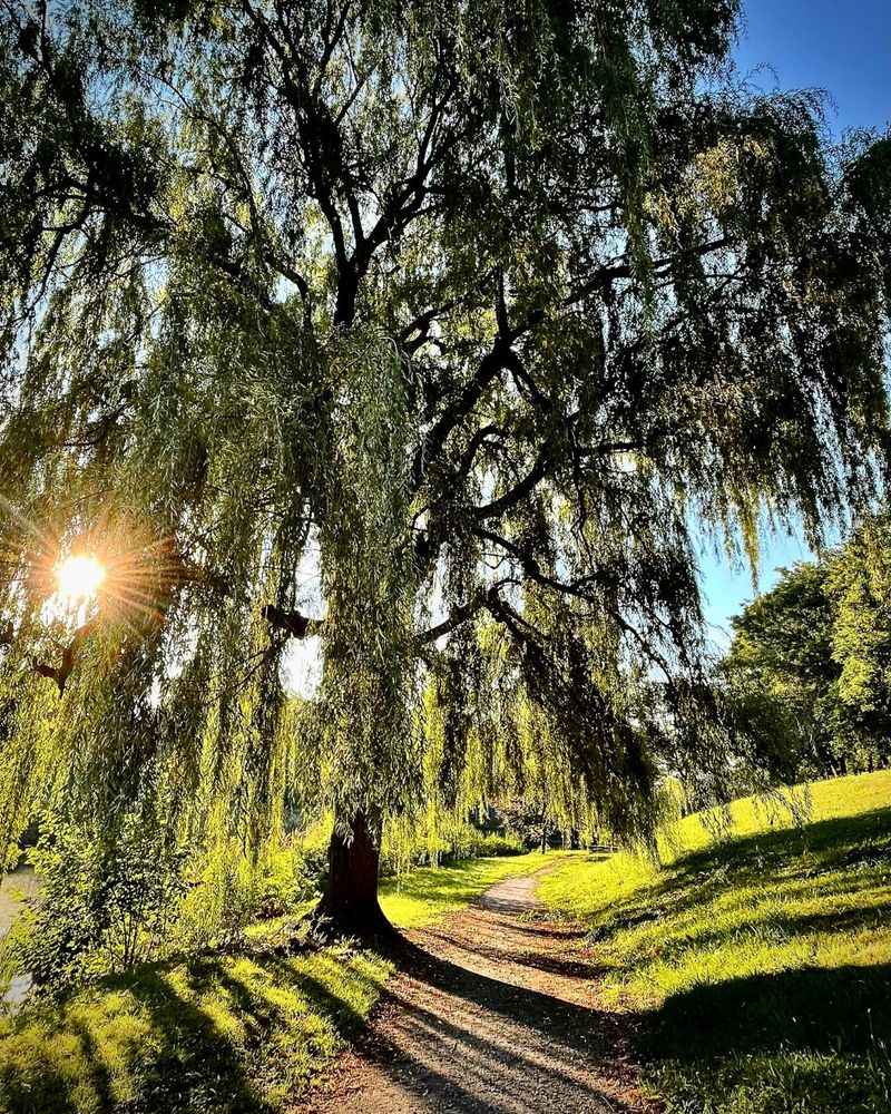 Willow Trees