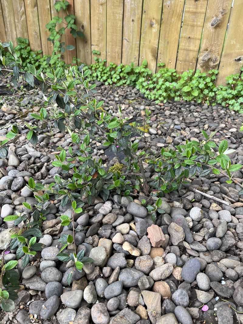 Cotoneaster's Color Loss