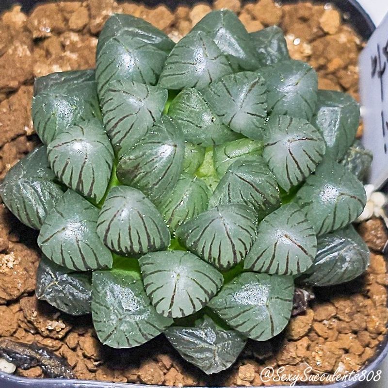 Haworthia Cooperi