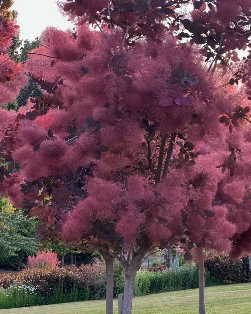 Smokebush