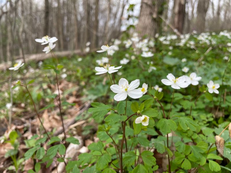 Rue Anemone