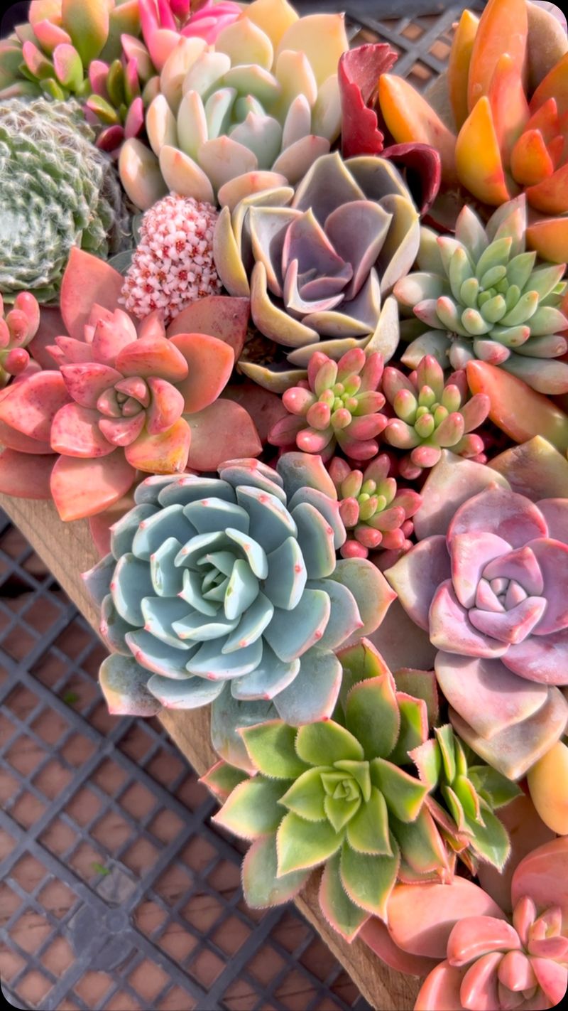 Succulents