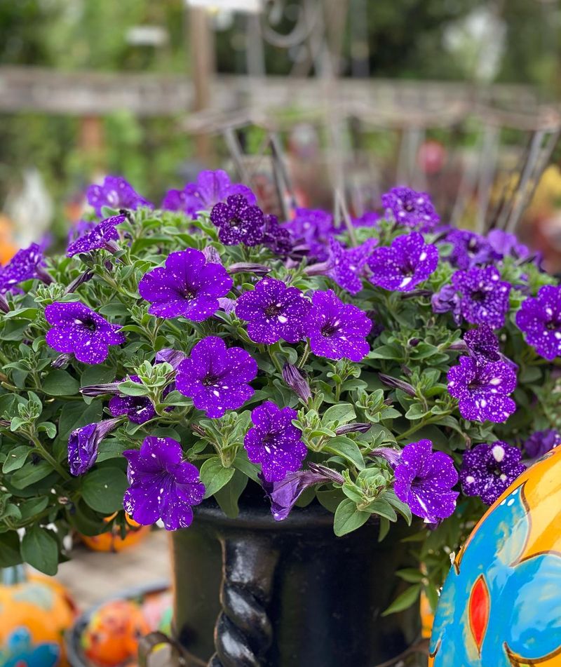 Petunias