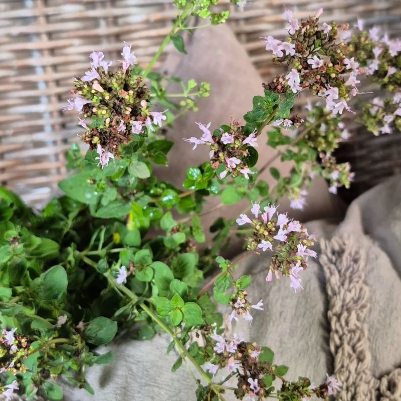 Oregano