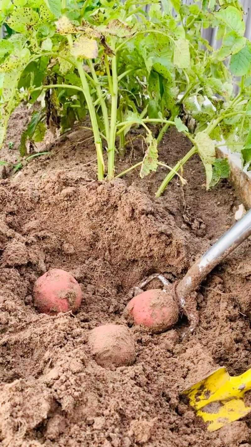 Potatoes Sabotage Bean Success