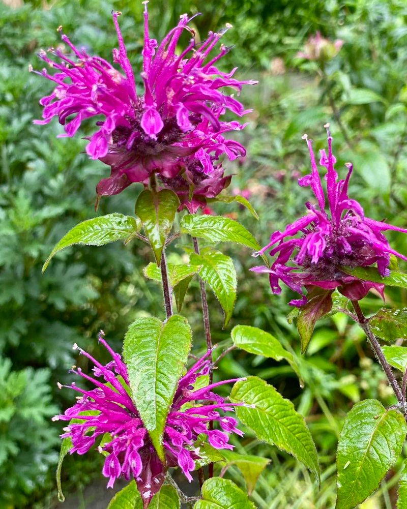 Bee Balm: Pollinator Paradise