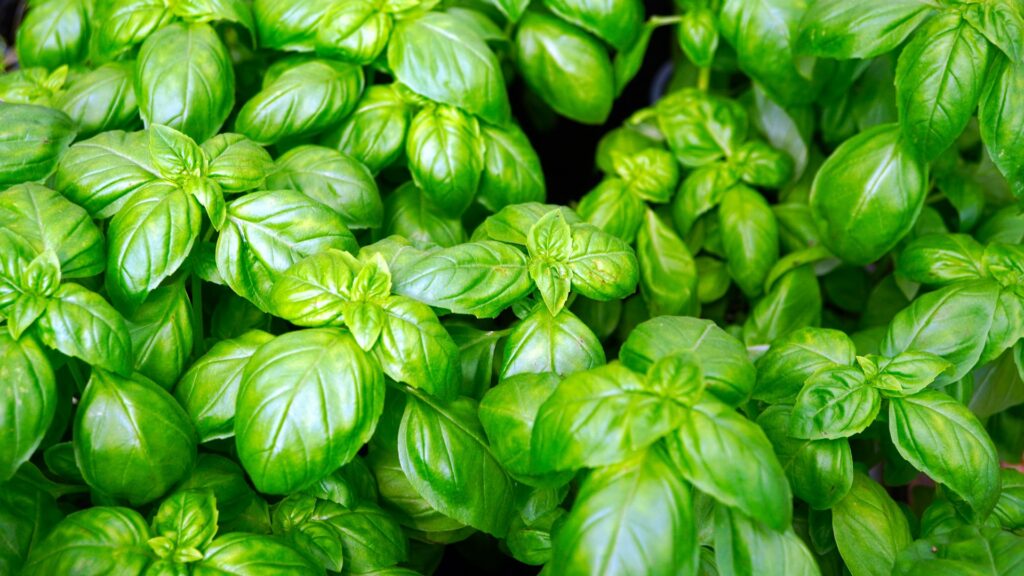 basil