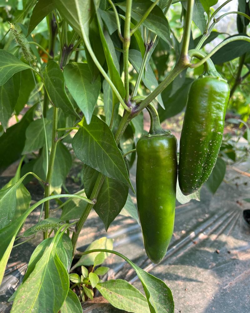 Hot Peppers: Container Heat Intensifies Spice