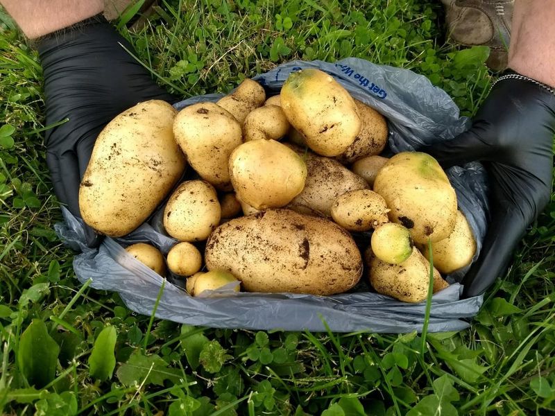 Potatoes: One-Time Wonder