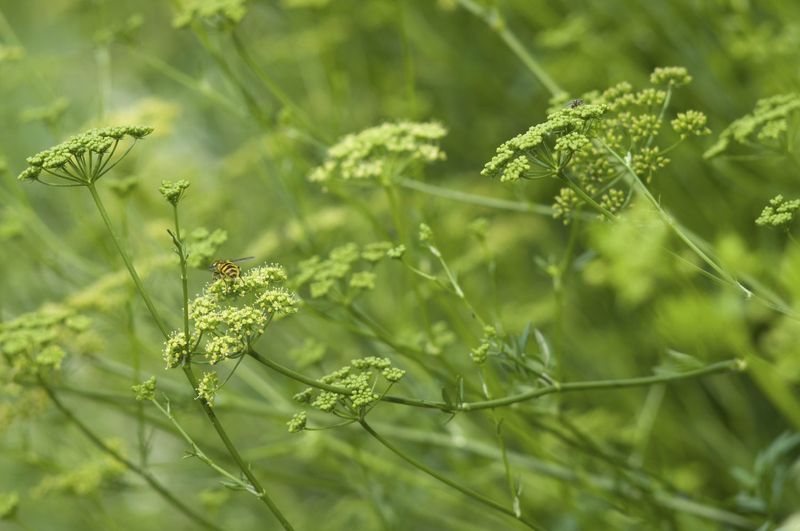 Parsley: Wilts When Hot