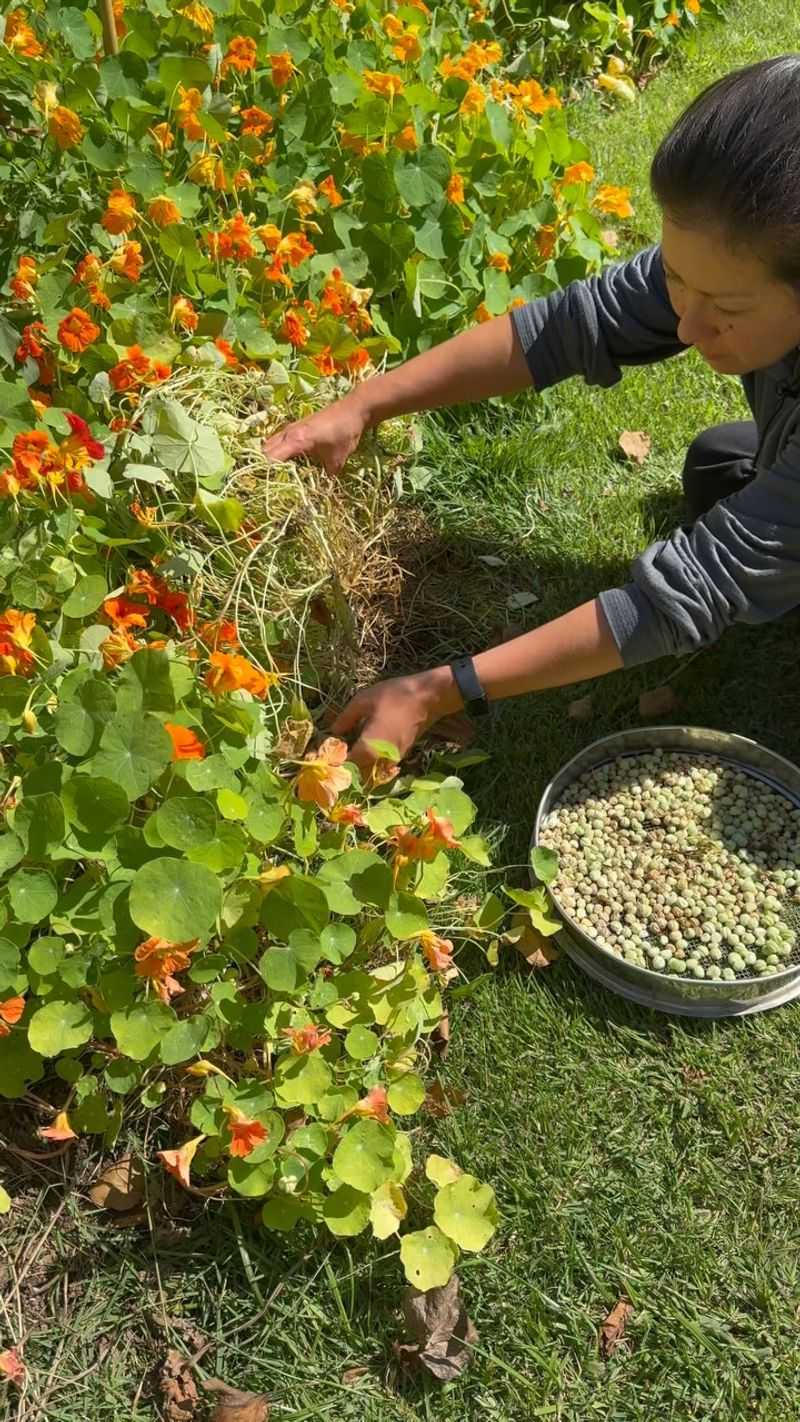 Nasturtiums with Cucumbers