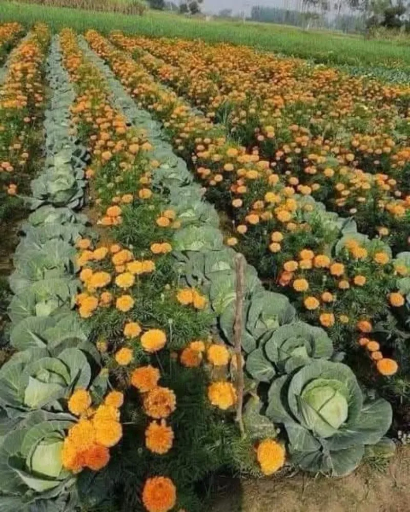 Marigolds