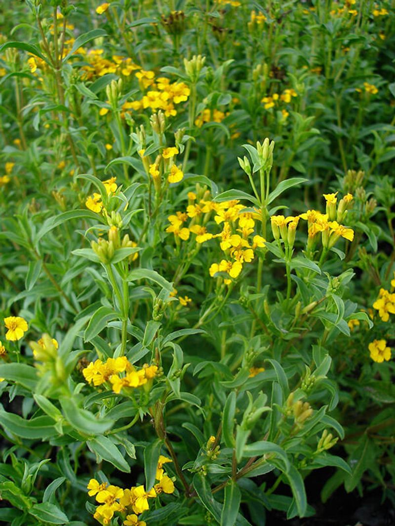 Mexican Tarragon: Heat-Loving Alternative