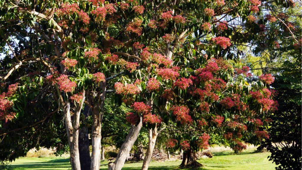 Seven-Son Flower Tree