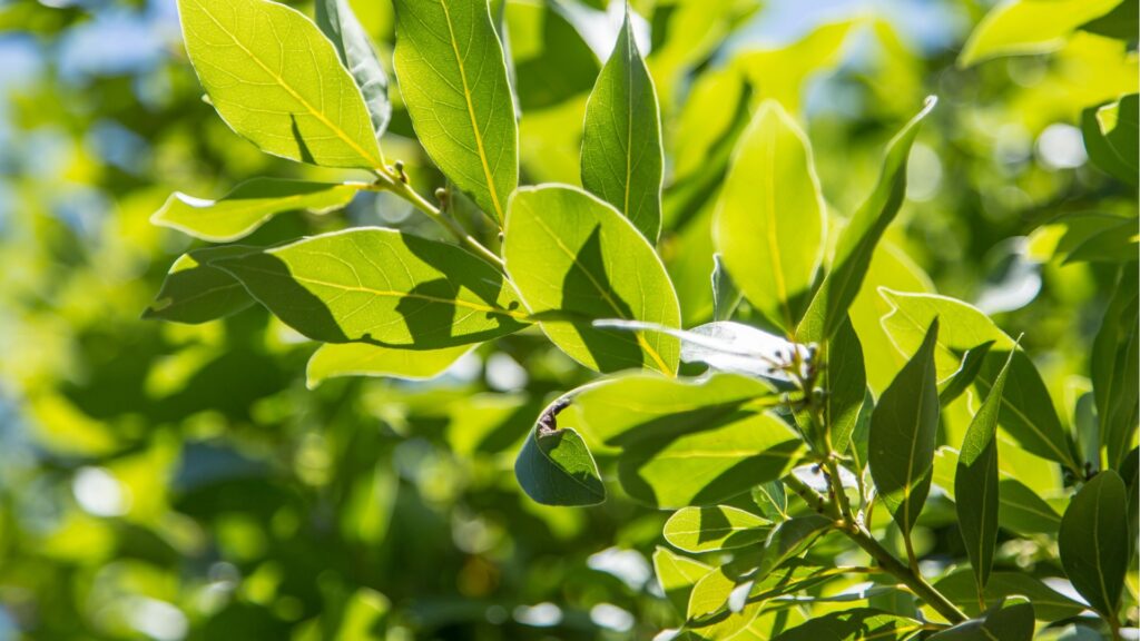 bay laurel tree