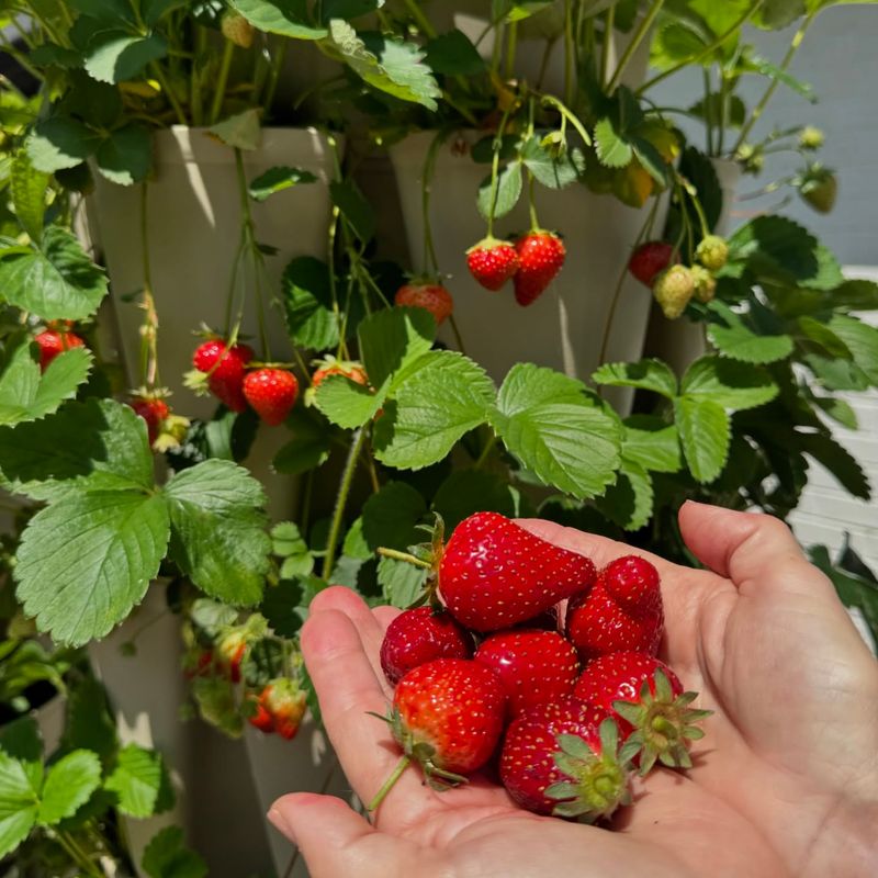 Strawberry Tree