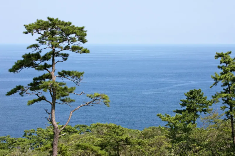 Japanese Black Pine