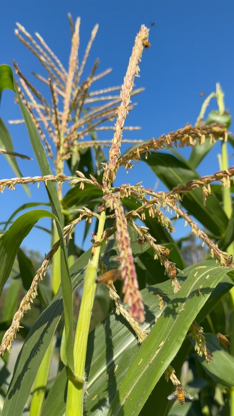 Corn - Sun-Loving Giants