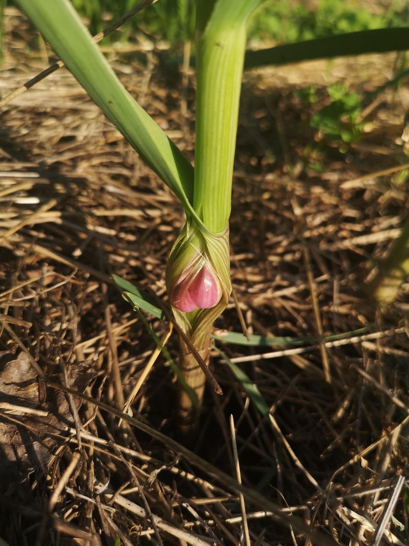 Garlic - Allelopathic Effects