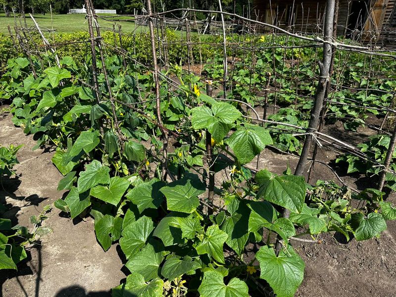 Cucumbers