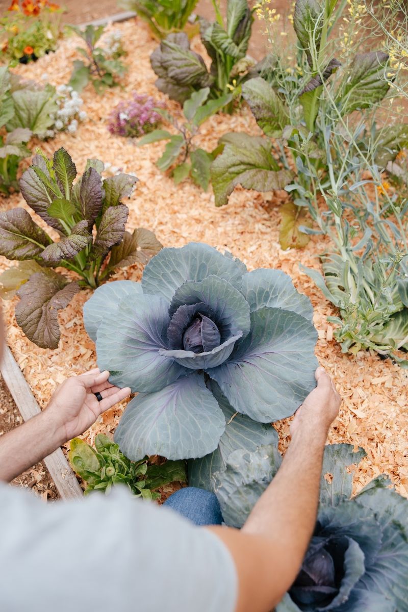 Brassicas: Cabbage Family Conflicts
