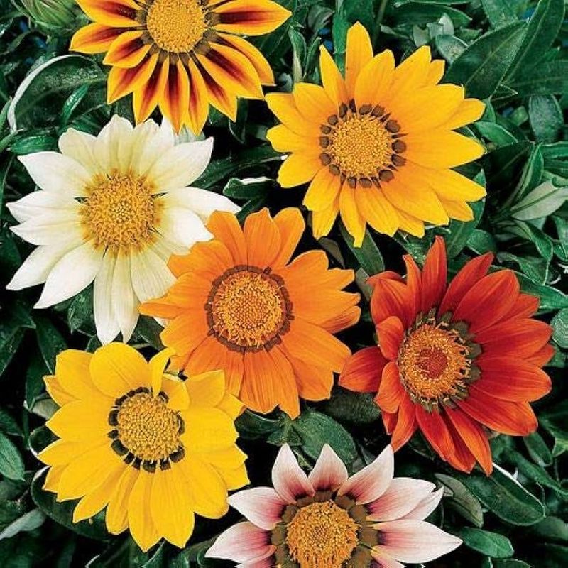 Gazania