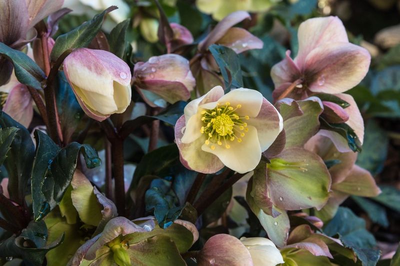 Hellebore – The Winter Wonder