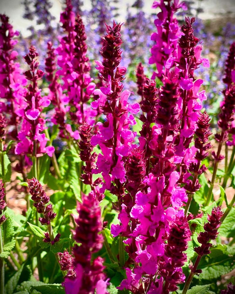Salvia's Sunlight Craving
