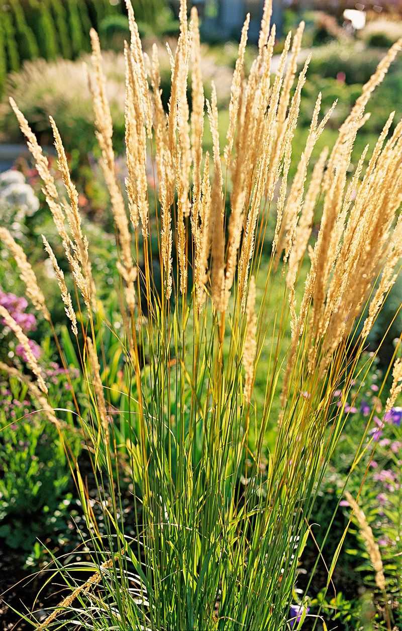 Ornamental Grasses