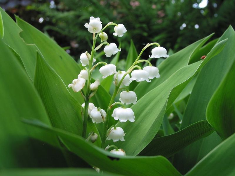 Lily Of The Valley