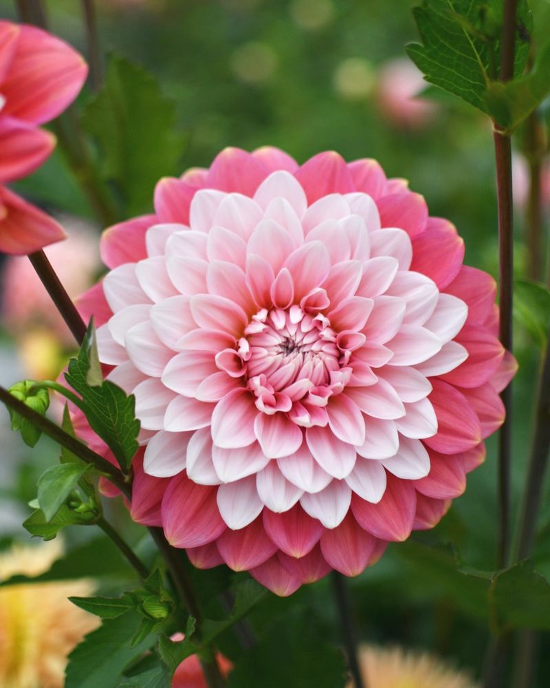Dahlias