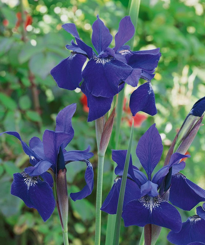 Siberian Iris 'Caesar's Brother'