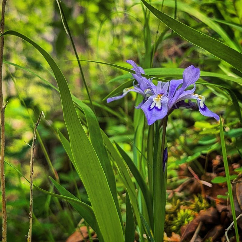 Crested Iris (Iris cristata)