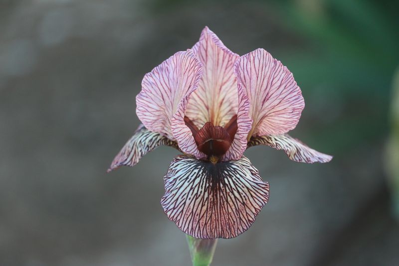 Aril Iris 'Oyez'