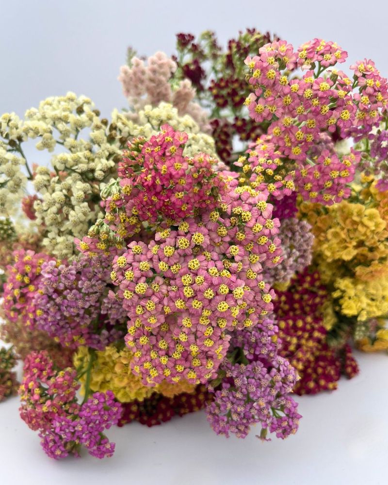 Achillea (Yarrow) - Colorful Clusters