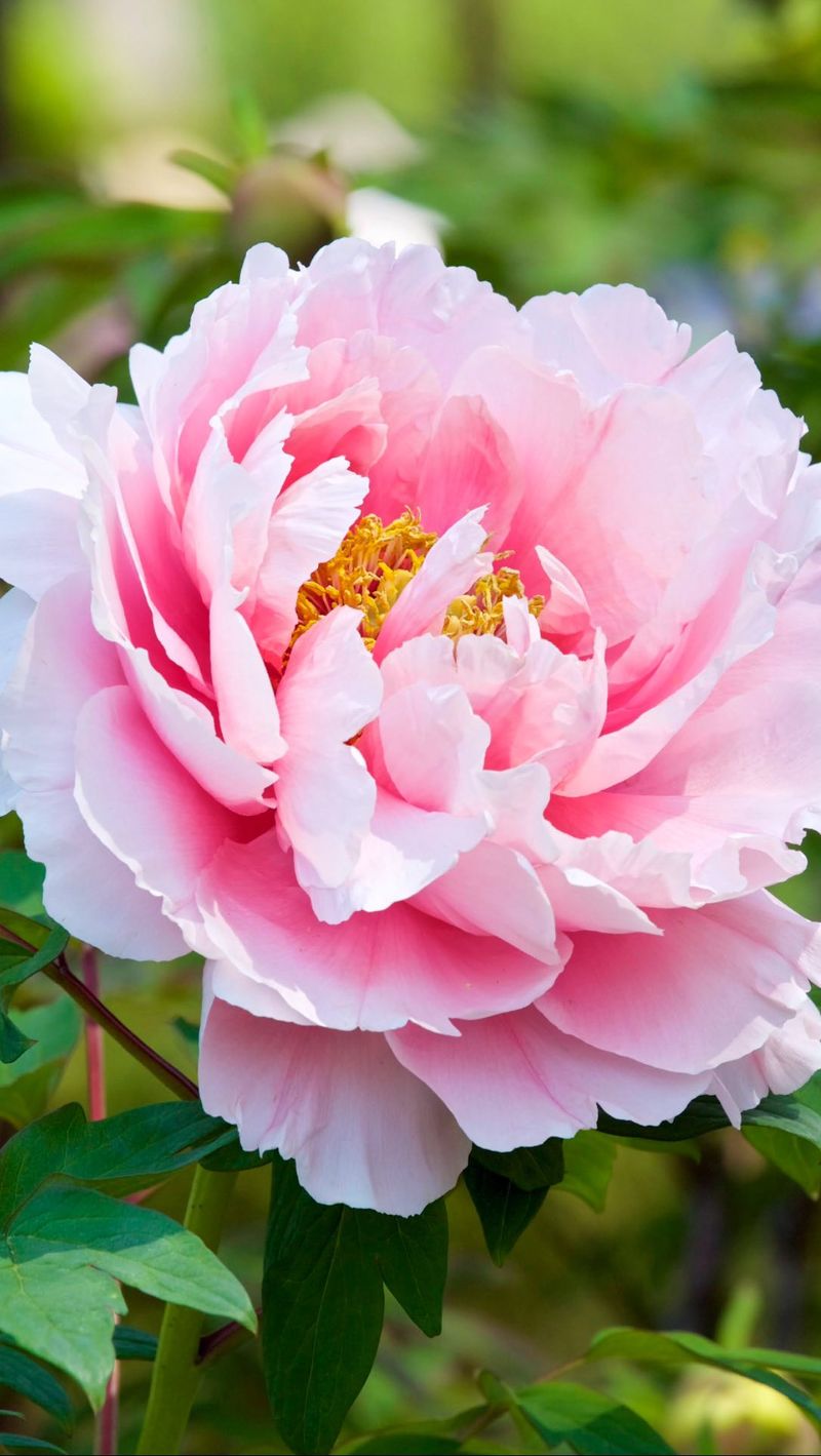 Peonies: Long-Lived Beauties