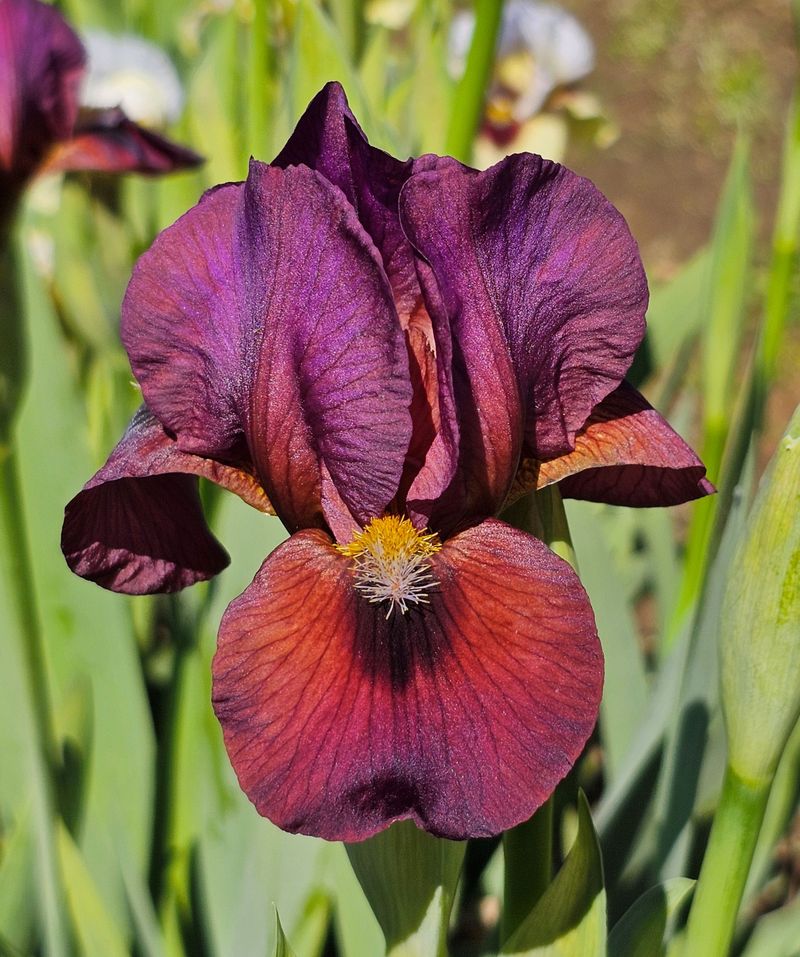 Bearded Iris 'Superstition'