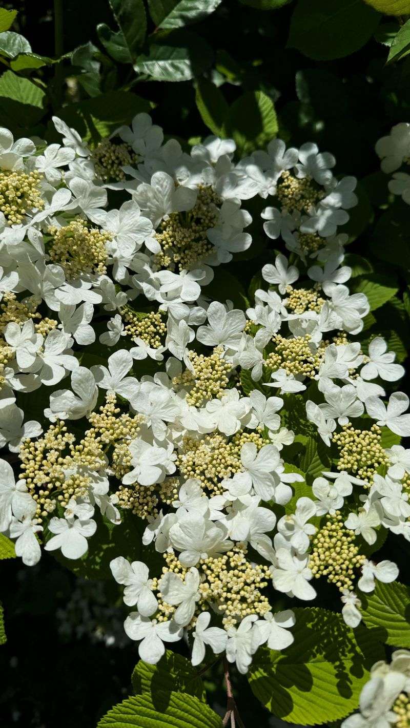 Viburnum