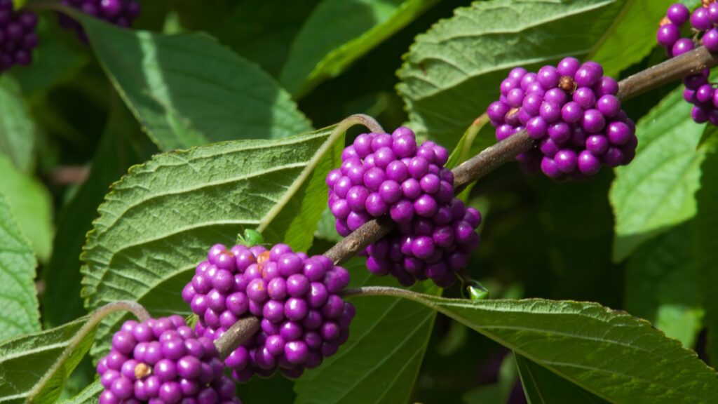 beautyberry plant 