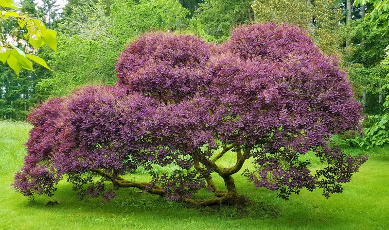 Smokebush (Cotinus)