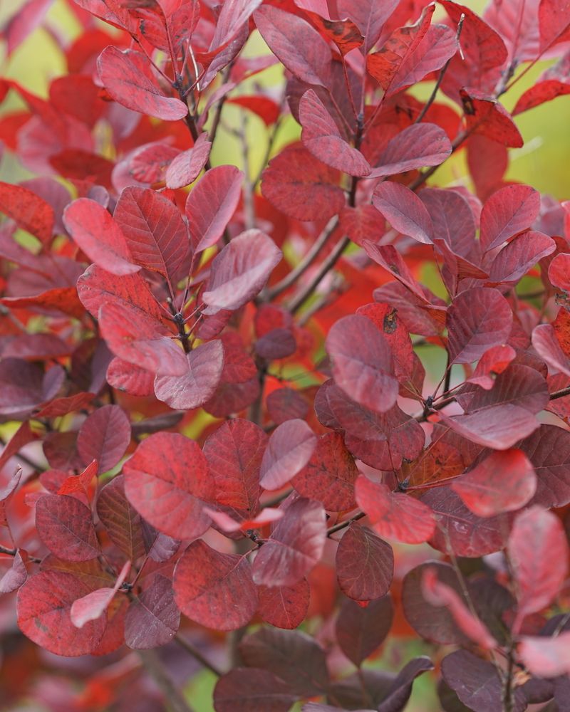Smokebush