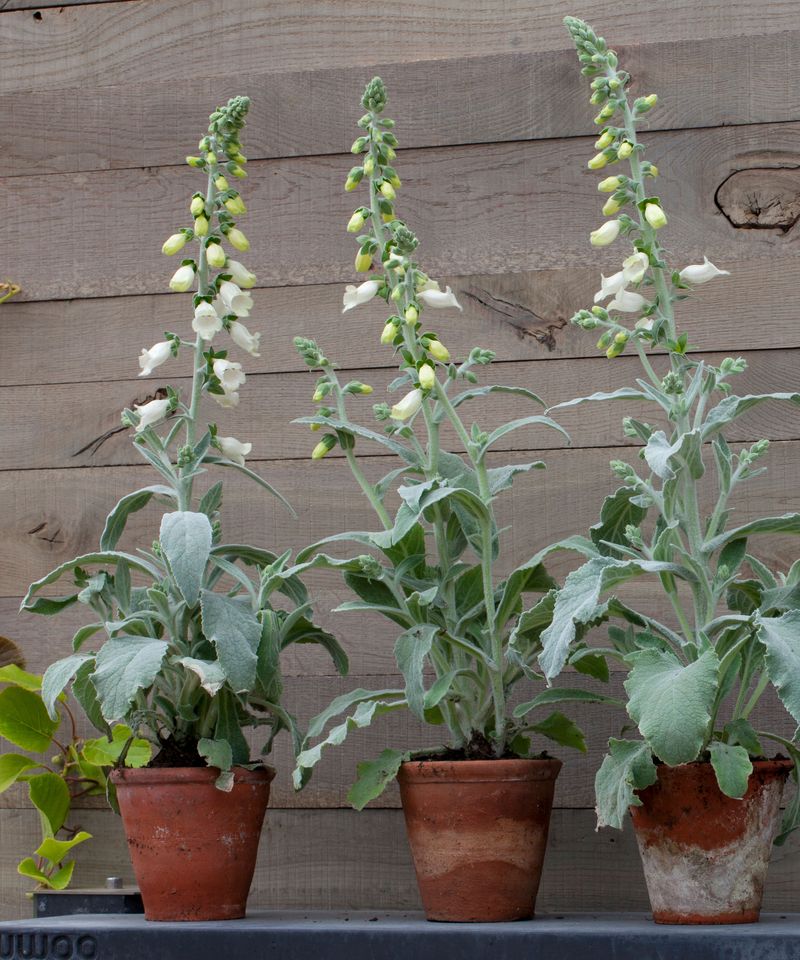 Foxgloves Fail to Fulfill Their Potential