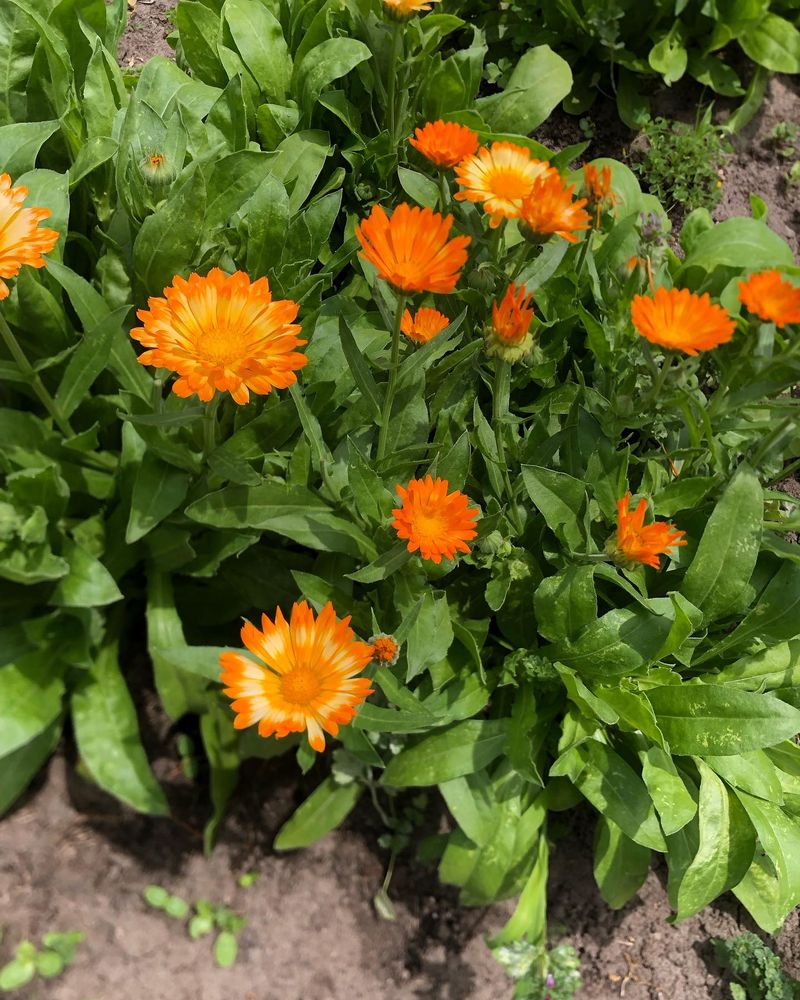 Calendula