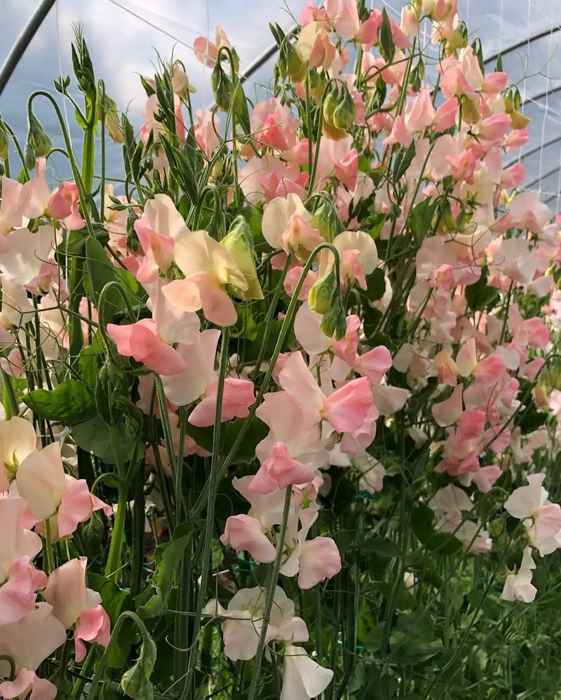 Sweet Peas