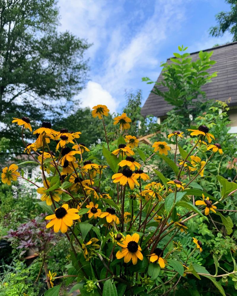 Black-Eyed Susan